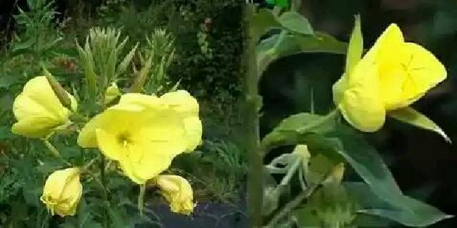 Wah, Bunga Ini Mekar Saat Dengar Suara Adzan