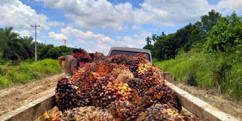 Harga TBS Sawit di Riau Sepekan ke Depan Naik Lagi, Berikut Daftar Lengkapnya