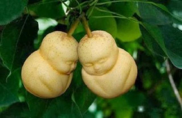 Gao Mencetak ‘Buah Buddha’ di Pohon