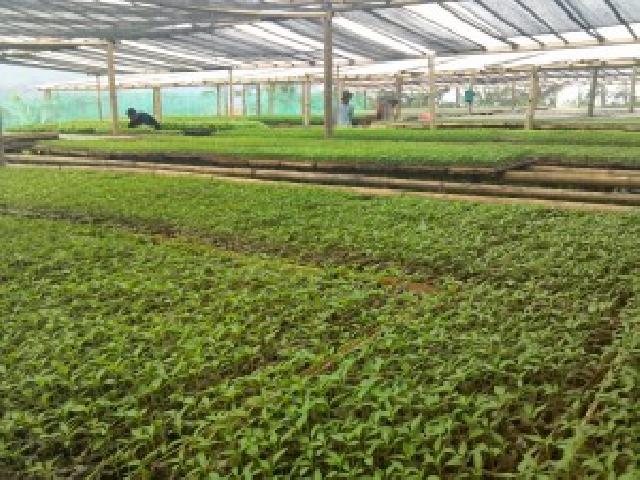 Pemprov Riau Mau Bantu Kembangkan Pembibitan Hortikultura Asal Tidak Jadi Proyek