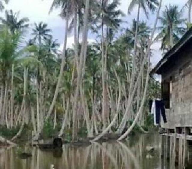 Air Pasang Dan Hujan Ancam Produktif Perkebunan Kelapa Di Inhil