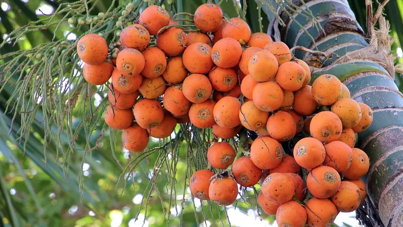 Harga Pinang Kering di Riau Jadi Rp 5.760 per Kg