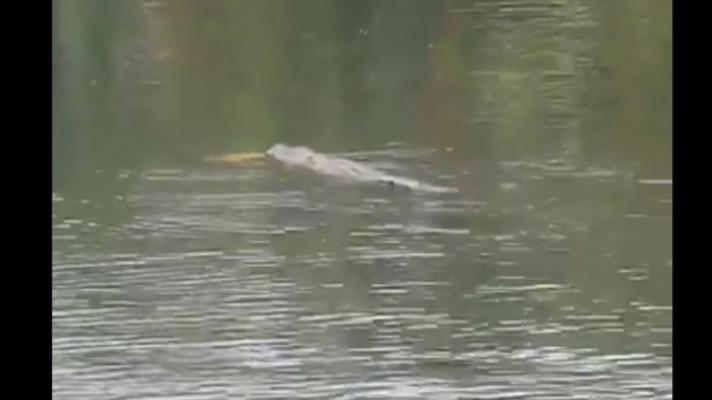 Pencari Ikan Ini Jadi Mangsa Buaya