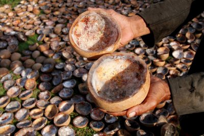 Sepekan Kedepan, Harga Komoditi Kelapa di Riau Naik