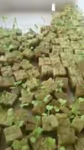 Ini Keuntungan Hidroponik Di Mata PUF