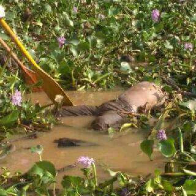 Enda Ditemukan Mengapung Dipinggiran Sungai Indragiri