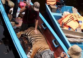 Tiga Ekor Harimau Berkeliaran Dikebun Warga