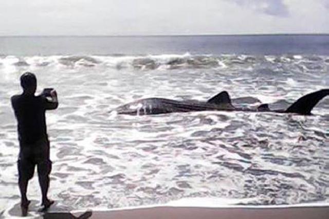 Seekor Hiu Terdampar di Perairan Bojongsalawe