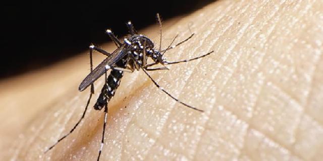 Ratusan Tahun Perangi Nyamuk, Mengapa Manusia Selalu Gagal?