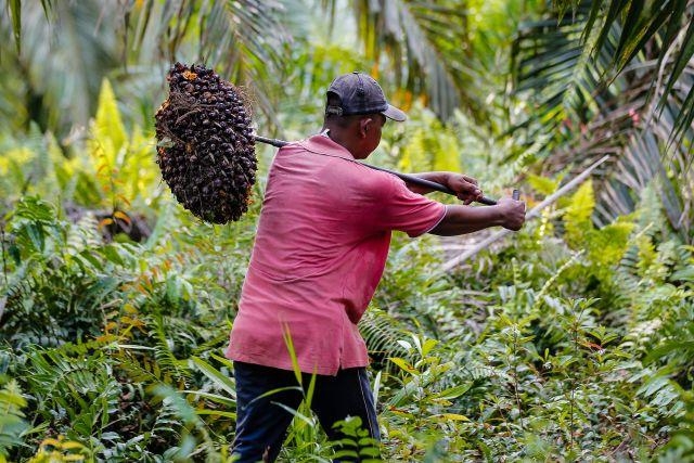 Harga Kelapa Sawit Mitra Plasma di Riau Turun Tipis