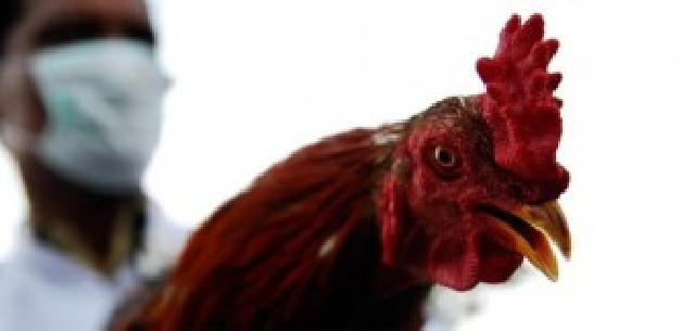 430 Rubu Unggas Dimusnahkan Akibat Flu Burung