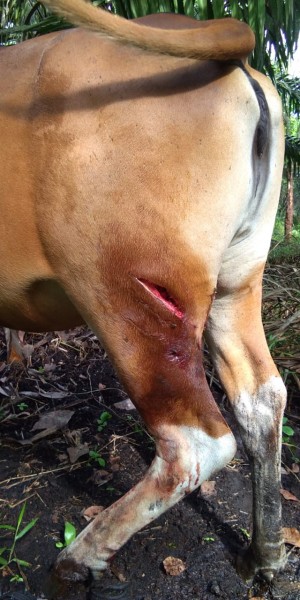 Warga Desa Labuan Bilik Pelalawan Sebut Mendengar Suara Harimau Setiap Malam