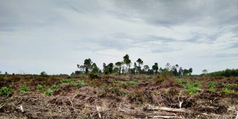 Gugatan Perda RTRWP Riau Dikabulkan MA, Penggiat Lingkungan Dorong Pemulihan Gambut, Perhutanan Sosi