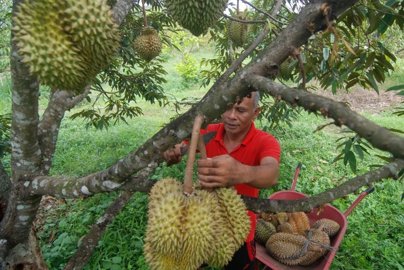 Durian Ini Dibandrol Rp 300 Ribu per Butir