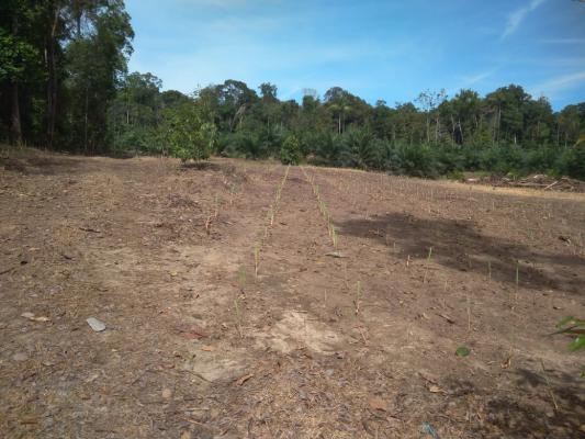 Menengok Potensi Ekonomi Tanaman Serai, Wabup Halim: Sekali Tanam Untung Berkali-kali