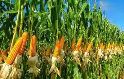 Gempita Fasilitasi Bibit Jagung 345.000 Kg