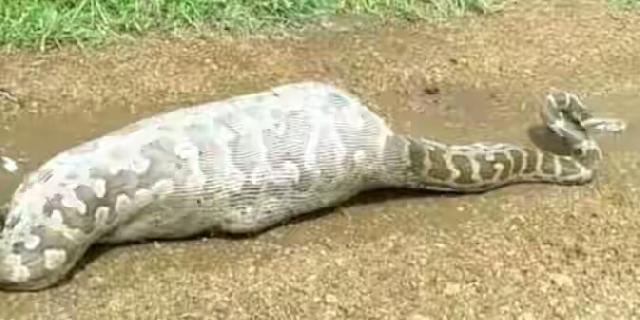 Ular Piton Besar Sepanjang 7 Meter Ini Mati Setelah Menelan Kijang