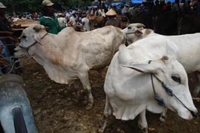 Sambut Idul Adha, Baznas Luncurkan Kurban Digital