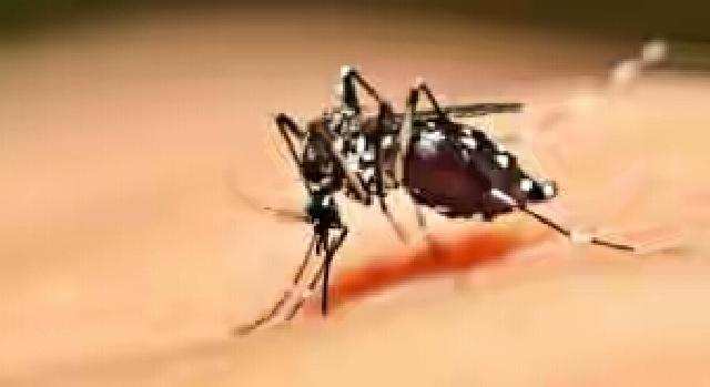 Ini Daerah Tertinggi Kasus DBD di Riau