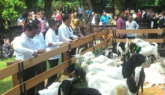 Jokowi Janji Gelar Kontes Domba Berhadiah Rp1 Miliar
