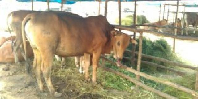 Gara-Gara Jembrana, Sapi Luar Daerah Dilarang Masuk Pekanbaru