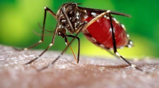 Empat Anak Warga Seberang Tembilahan Positif Terkena DBD, Dinkes Inhil Langsung Terjun Kelapangan