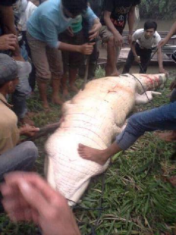 Buaya Ini Terkam Warga Inhil