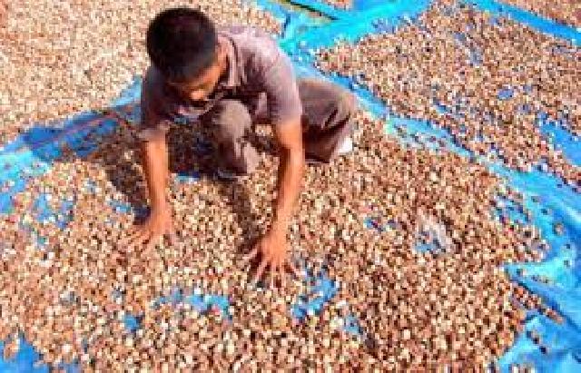 Bak Jadi Tradisi, Masuki Ramadhan Harga Biji Pinang Anjlok Drastis