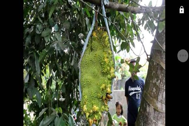 Percaya atau Tidak, Pohon Nangka Ini Berbuah Pisang