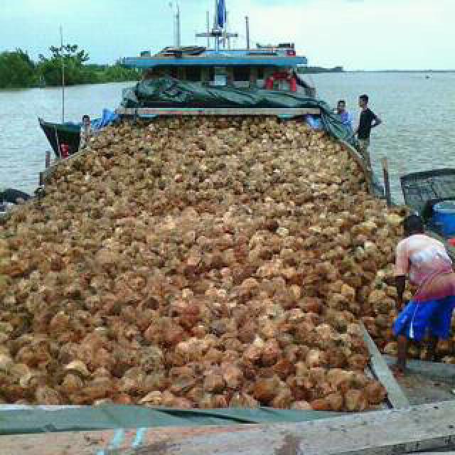 Ini Penyebab Pengepul Lebih Tertarik Jual Kelapa Ke Malaysia