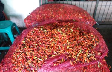 Tahun 2021 Ini Masyarakat Desa Pucuk Panen Cabai, Hampir Setiap Hari Beli Sepeda Motor