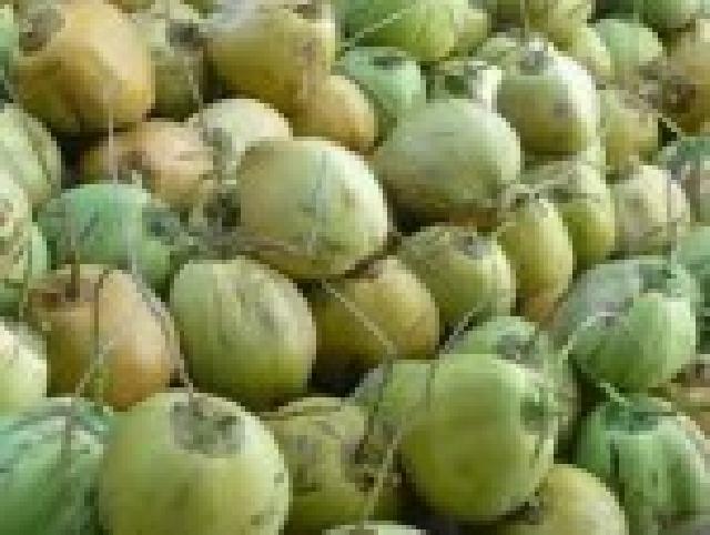 Riau Tak Berkutik, Perdagangan Lintas Batas Kelapa di Inhil Dianggap Solusi Sementara