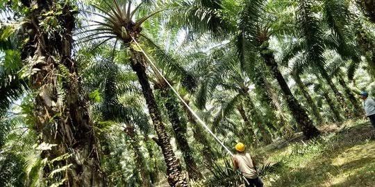 Riau Harap UU Cipta Kerja Mampu Tata Kebun Sawit yang Kerap Jadi Masalah Lahan dan Hutan