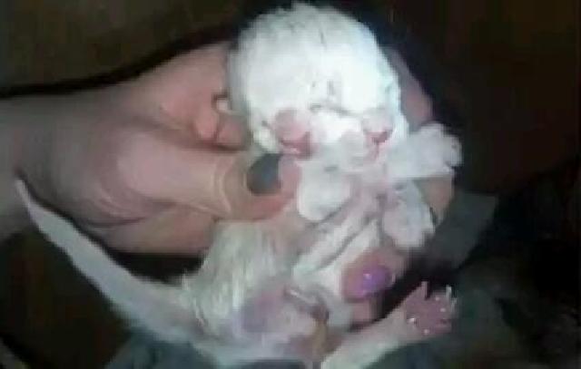 Seekor Kucing Lahir Dengan Kondisi Fisik Yang Aneh