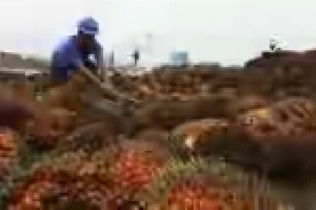 Harga TBS Sawit di Riau Pekan Ini Naik