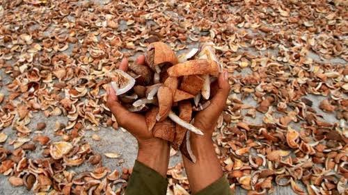 Harga Kelapa di Riau Masih Stagnan, Kopra di Inhil Naik