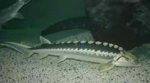 Hati-hati, 6 Jenis Ikan Ini Berbahaya Dikonsumsi