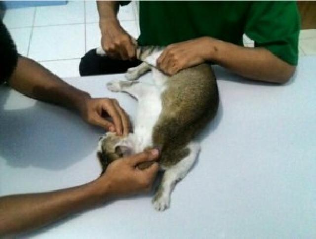 Kucing Liar di Pekanbaru Disterilisasi