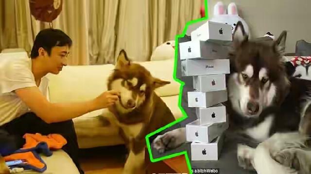 Anjing Orang Kaya ini Ulang Tahun Hadiahnya 8 buah iPhone 7. Bikin Iri Aja Ya