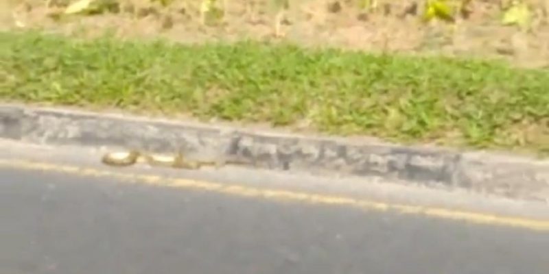 Ular Ini Nyaris Terlindas Pengendara Jalan Jenderal Sudirman