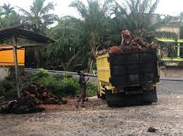 Harga TBS Kelapa Sawit Petani Swadaya Riau Dibayar Rp2.432,64 per Kg