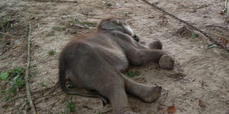 Kakinya Pernah Terjerat Parah, Anak Gajah Ini Akhirnya Mati Setelah Dirawat di PLG Riau