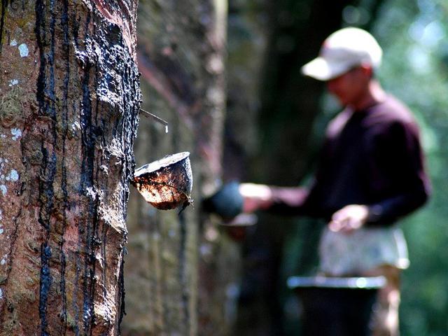 Harga Bahan Olahan Karet di Riau Variatif, Ini Data Selengkapnya
