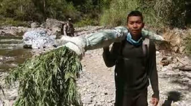 BNN dan Polri Musnahkan 15 Hektare Ladang Ganja di Aceh