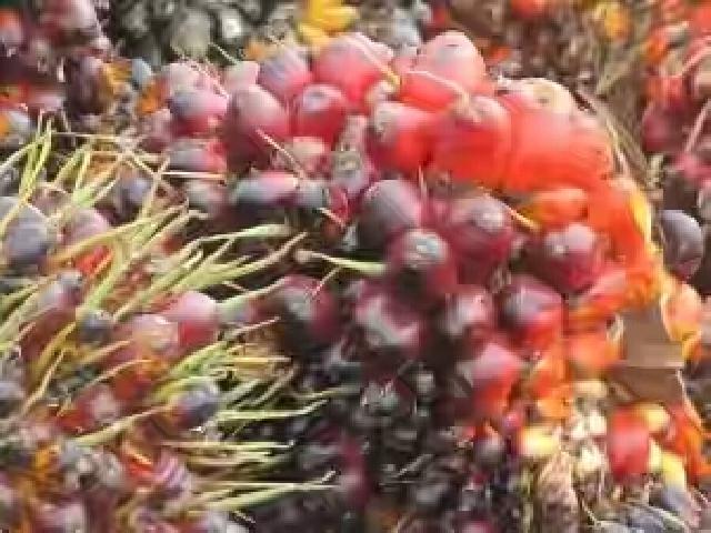 Turun Lagi, Ini Harga Sawit Sekarang