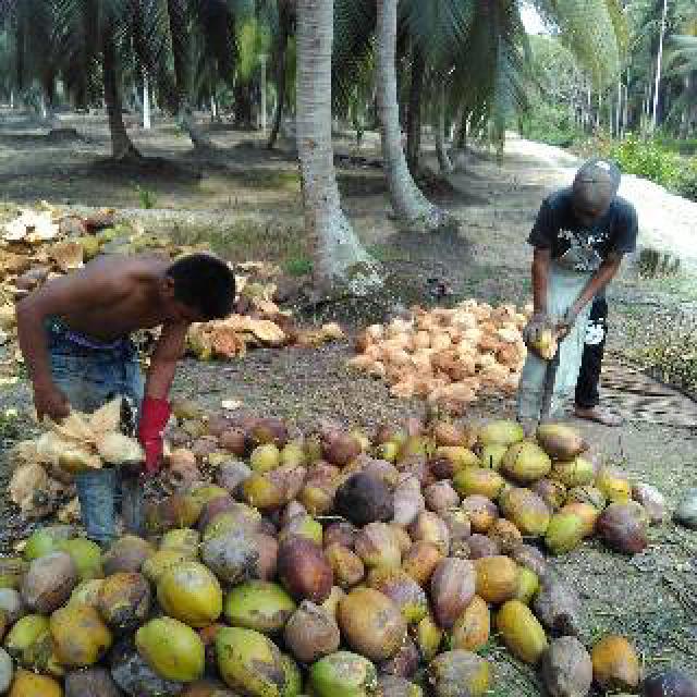 Ratusan Hektar Kebun Kelapa Rusak, Pemerintah Akan Bangun 400 KM Tanggul 
