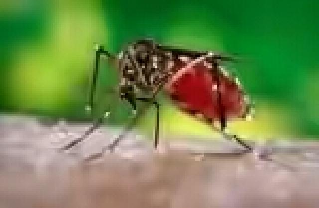 Virus Zika Mewabah, Belum Ada Travel Warning ke Singapura