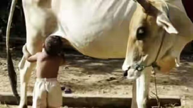 Tak Diberi ASI Oleh Ibunya, Balita ini Memilih Meminum Susu langsung dari Sapi