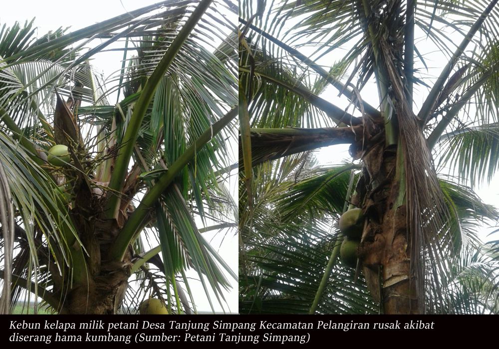 Belasan Ribu Pohon Kelapa Desa Tanjung Simpang Rusak Diduga Akibat PT THIP
