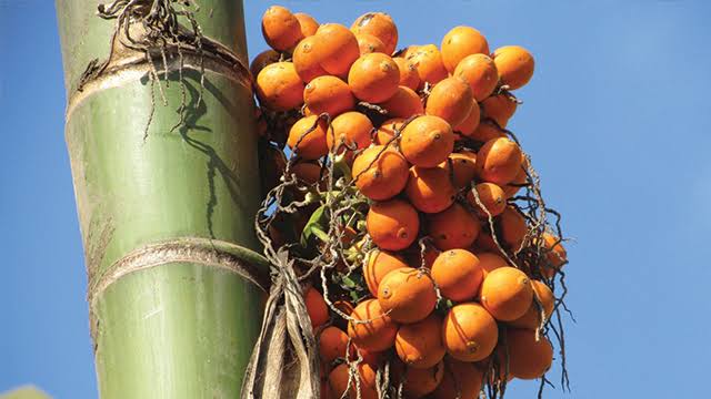 Minggu Ini Pinang Kering di Riau Dihargai Rp5.840 per Kg